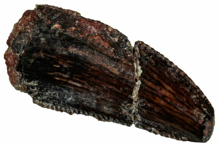 Serrated Abelisaurid Premaxillary Tooth - Dekkar Formation #298637
